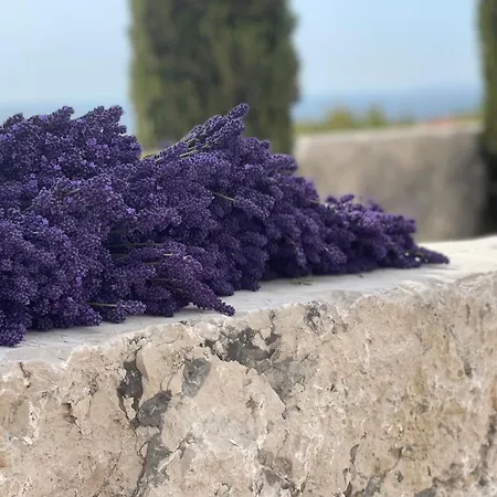 Salsa Livre - Micro & Lavender Farm By The *