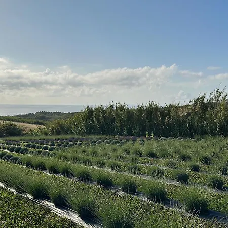 Salsa Livre - Micro & Lavender Farm By The וילה