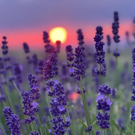 Salsa Livre - Micro & Lavender Farm By The וילה *